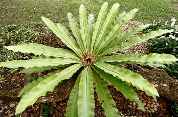 Fototapeta premium Bird nest fern, tropical fern