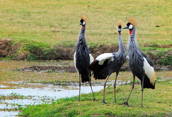 Family of Grey Crowned Crane's , (Balearica regulorum),formerly known as  crested cranes - on the open African savannah, South Luangwa National Park, Zambia