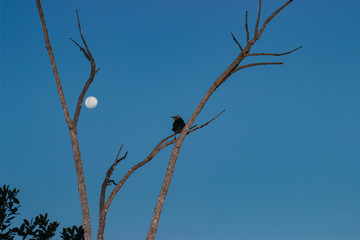 small bird on a branch with the night sky and the moon in the background