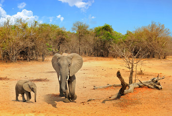 African Elephant Mother and her small Calf  standing on the open African Savannah with a naural tree and bush background against a blue sky, South Luangwa National Park, Zambia, Southern Africa