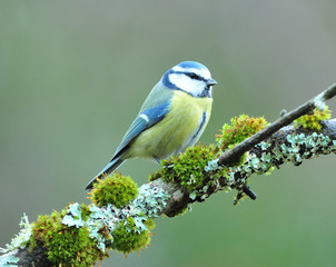 Blaumeise auf Ast