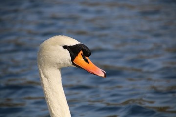 Head of elegant swan