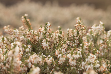 Heidekräuter (Erica)