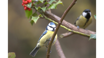 Blaumeise auf Ast