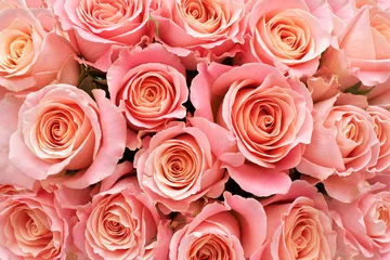 Foto auf Acrylglas Rosen Hintergrund der Rosen