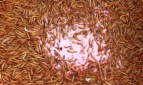 Mealworm