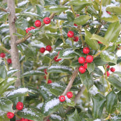 Holly bush with red berries covered by snow in winter season. Ilex aquifolium
