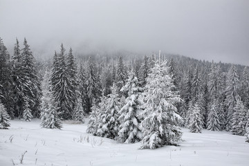 Spruce, covered with a thick layer of snow and frost in the mist. Winter,