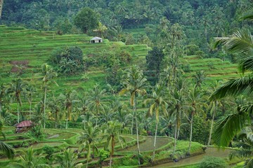 Fototapeta na wymiar Rice field Bali with clouds and palm trees