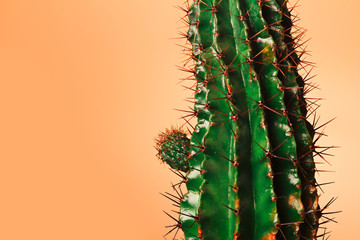 prickly cactus on a colored background, plant succulent