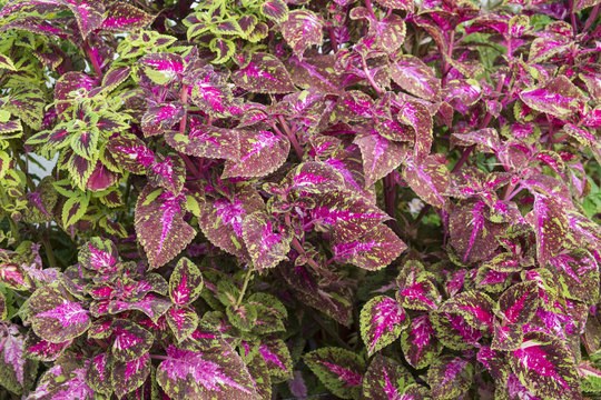Coleus