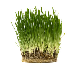 Green grass with dirt and seeds isolated on white background. Oat sprouts.
