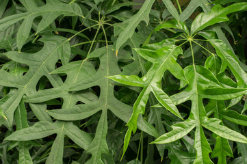 Fototapeta premium Oak Leaves Background
