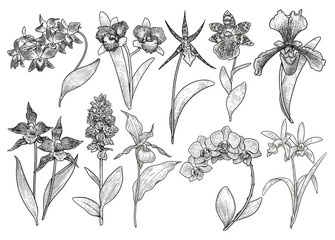 Orchid flower collection illustration, drawing, engraving, ink, line art, vector
