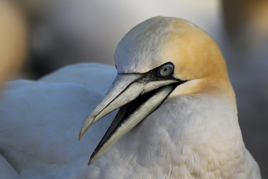 Basst&ouml;lpel Helgoland