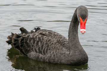 Trauerschwäne in Nordrhein-Westfalen