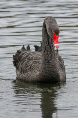 Fototapeta premium Trauerschwäne in Nordrhein-Westfalen