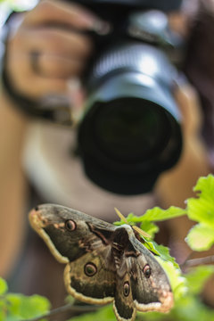 Butterfly caught on camera. Women photographers take photos of butterfly.