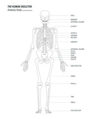 the human skeleton anatomy study concept black linear high details design