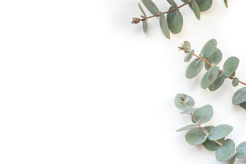 green leaves eucalyptus on white background. flat lay, top view