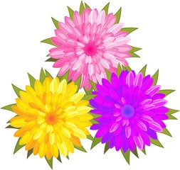Bouquet of three flowers of chrysanthemums of different colors on white background