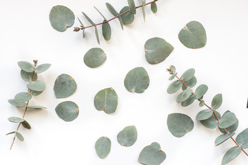 green leaves eucalyptus on white background. flat lay, top view