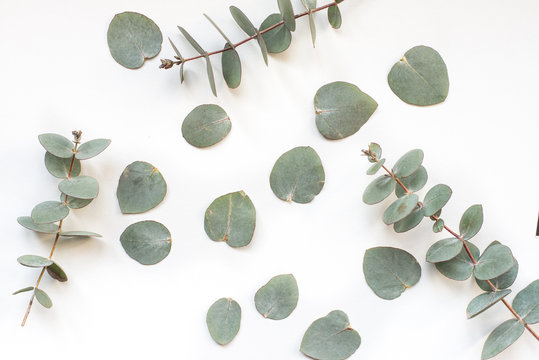 Green Leaves Eucalyptus On White Background. Flat Lay, Top View