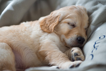 Portrait of a sleeping Golden Retriever puppy, lying on a cozy blanket. Close up.