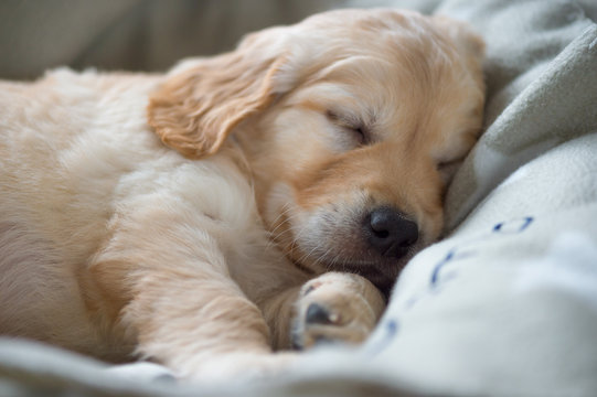 Portrait of a sleeping Golden Retriever puppy, lying on a cozy blanket. Close up.