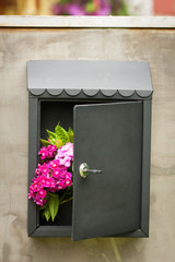 Colorful Flowers Dianthus Barbatus In Iron Mailbox With An Open Door On Gray Metal Door Of Gate At Home Outdoor.