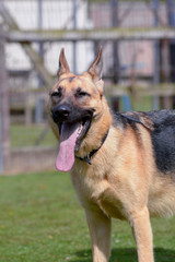 German Shepherd Dog in park