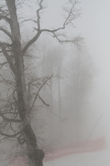 trees in fog in the mountains in winter
