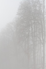 trees in fog in the mountains in winter