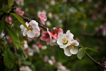Naklejka na ściany i meble blooming Apple tree. branch with flowers close