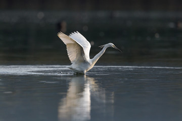 little egret (egretta garzetta) hunting in  dark water, spread wings