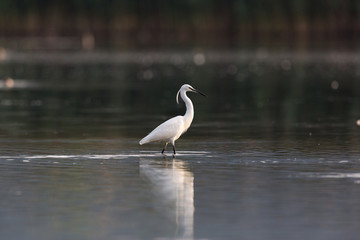 little egret (egretta garzetta) wading in dark water
