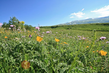 flowering wildflowers on a plateau in the mountains. bright greens and the sky. sunny day.