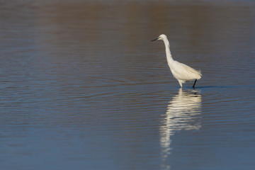 mirrored little egret (egretta garzetta) standing in water in sunlight
