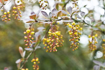 branch of a blossoming barberry with yellow flowers closeup