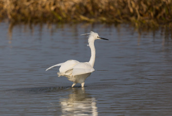 little egret (egretta garzetta) standing, water, reed belt, sunlight