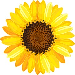 Yellow flower of sunflower on white background