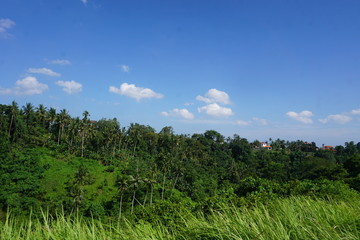 Obraz na płótnie Canvas Jungle view Rice field Bali with clouds and palm trees