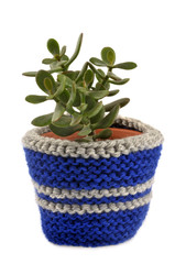 Crassula dans un pot de fleur avec un cache-pot en laine 