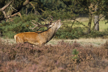 Bellowing Red Deer stag in rutting season in the moorland of National Park Hoge Veluwe in the...