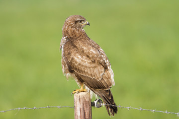 Common buzzard on a pole in the meadows in the Netherlands