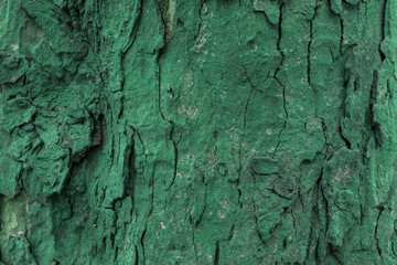 textura de corteza de árbol color verde