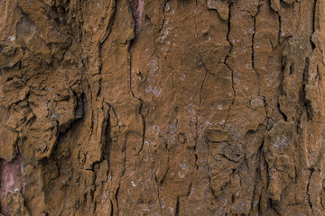 textura de corteza de árbol color marron