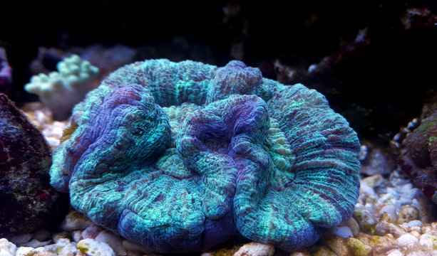 LPS coral in reef aquarium tank