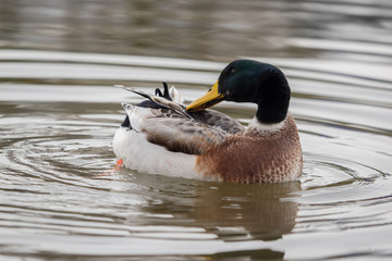 A duck is swimming on the lake
