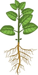 Plant with large green leaves and root system on white background
